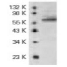 Anti-BACE1 antibody [7H4]