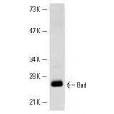 Anti-Bad antibody [2H4]
