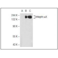 Anti-CD11c / ITGAX antibody [3G1]