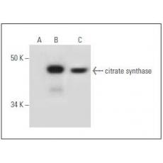 Anti-Citrate synthase antibody [1G1]