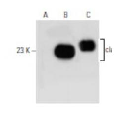 Anti-Claudin 1 antibody [8G1]