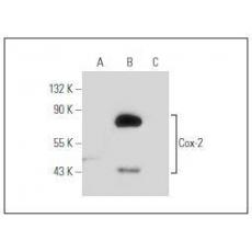 Anti-COX2 antibody