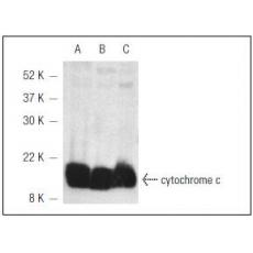 Anti-cytochrome C antibody [6G1]