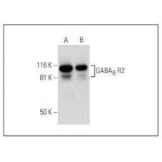 Anti-GABA(B) R2 antibody [3G3]