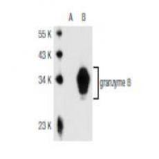 Anti-Granzyme B antibody [4G9]