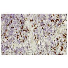 Anti-Smad3 antibody [8E1]