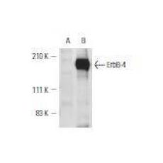 Anti-HER4 / ErbB4 antibody [4G19]