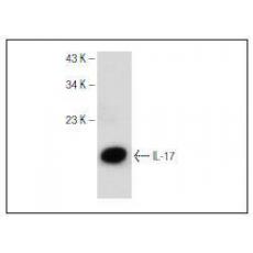 Anti-USP10 antibody [1G3]