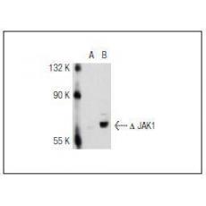 Anti-JAK1 antibody [1G1]