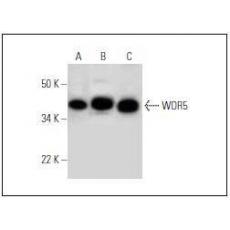 Anti-WDR5 antibody [3G2]