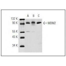 Anti-MDM2 antibody [3G2]