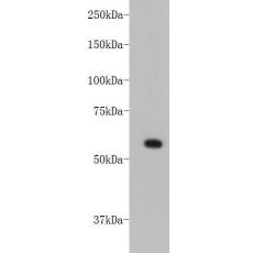 Anti-HSP60 antibody [9-49]