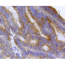 Anti-EEA1 antibody [B0-A8]