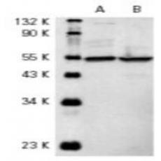 Anti-PTEN antibody [4D8]