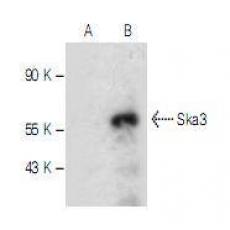 Anti-SKA3 antibody [4G1]