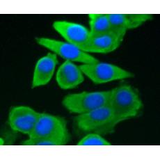 Anti-Grp75 antibody [A6-A5-B1]