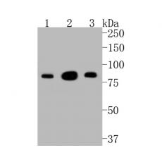 Anti-PSD95 antibody [B5-E6]