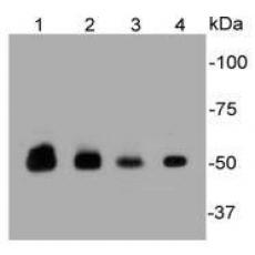 Anti-PTP1B antibody [D0-C7]