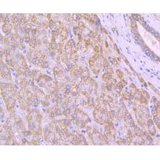 Anti-Cytochrome C antibody [10-E11-G2]