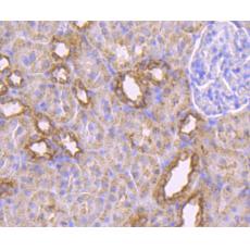 Anti-MAL antibody [B5-G3]