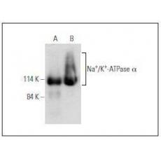 Anti-Na+/K+ ATPase antibody [1G1]