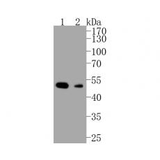 Anti-Histone Deacetylase 3(HDAC3) antibody [B2-G9]