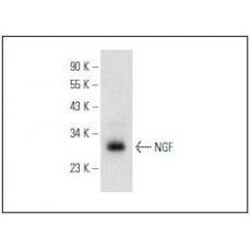 Anti-NGF beta antibody [1G4]