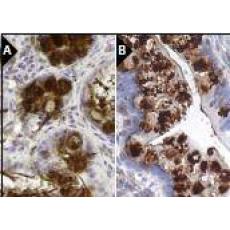 Anti-SCF antibody [4G5]