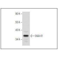 Anti-OGG1 antibody [1G4]