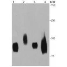 Anti-CD44 antibody [A7-1]