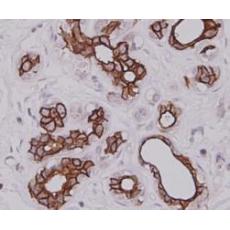 Anti-Cytokeratin-7 antibody [3-G3-D8]