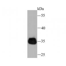 Anti-Tim3 antibody [1E6]