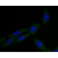 Anti-alpha Actinin antibody [A1G2]