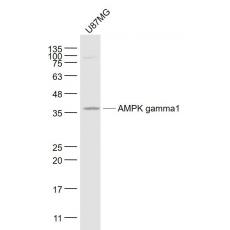 Anti-AMPK gamma1 antibody [5A1]