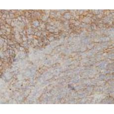 Anti-IL-6 antibody [7-A7]