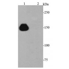 Anti-CRISPR-Cas9 antibody [8-A6-6]