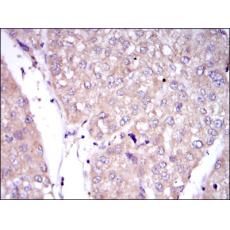 Anti-CD15 antibody [D8-E10]