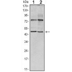 Anti-THAP11 antibody [A4-F3]