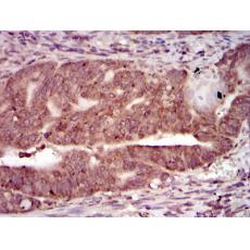 Anti-PRKACG antibody [B3-E4]