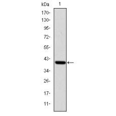 Anti-ITK antibody [A6-G12]