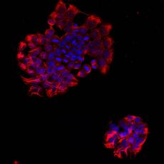 Anti-DNMT3L antibody [B0-5]