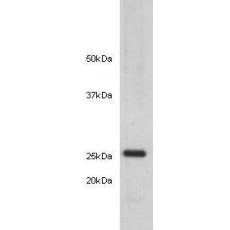 Anti-14-3-3 b/a antibody [9-26]