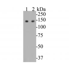 Anti-USP28 antibody [A1F8]