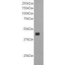 Anti-Goat IgG heavy chain antibody [B8-C4]