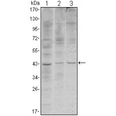 Anti-WIF1 antibody [E7-G5]