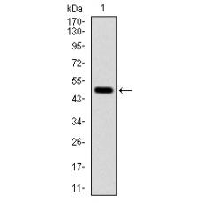 Anti-TUBA8 antibody [D7-D6]