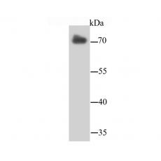 Anti-LMNB2 antibody [D5-C2]
