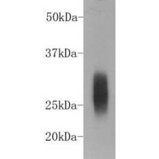 Anti-Rabbit IgG κ light chain-HRP antibody [1-14]