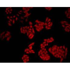 Anti-SIRT1 antibody [7-C5-B2]
