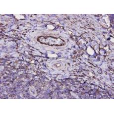 Anti-CD34 antibody [2-E9]
